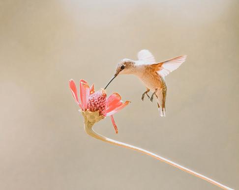 hummingbird picture dynamic bird flower closeup
