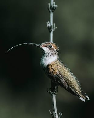 hummingbird picture perching bird closeup