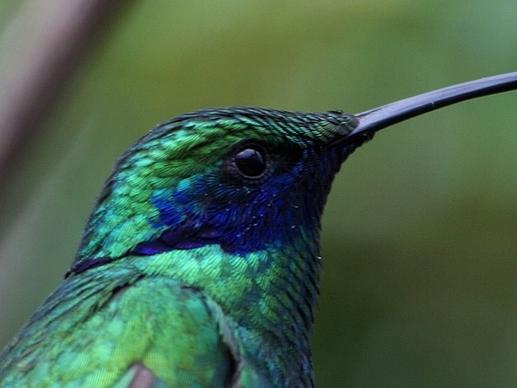 hummingbird trochilidae blue