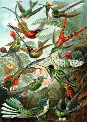 hummingbirds birds trochilidae