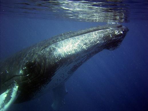 humpback whale sea