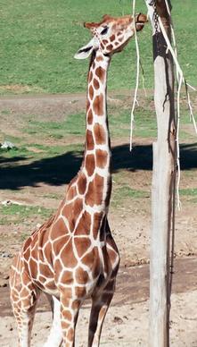 hungry giraffe