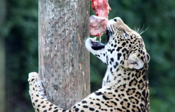 hungry leopard