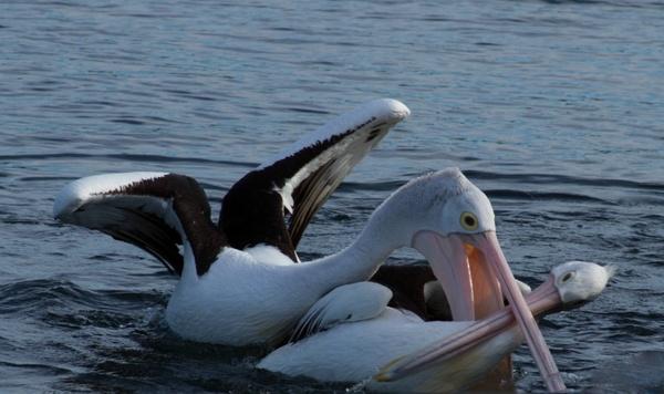 hungry pelican attack