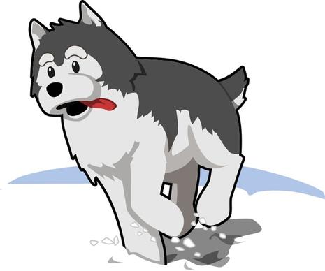 husky running in snow