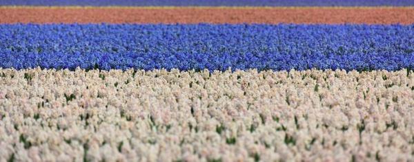 hyacinth field