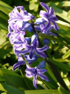 hyacinth flower bloom