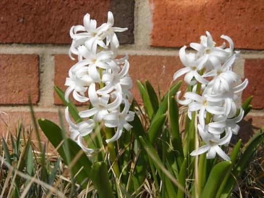 hyacinth white flowers