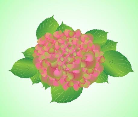 hydrangea amethyst flower pink green mix
