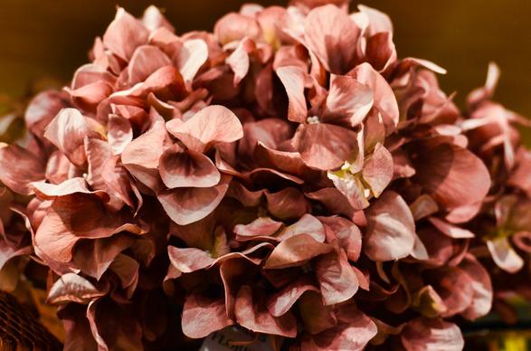hydrangea flower picture dark closeup