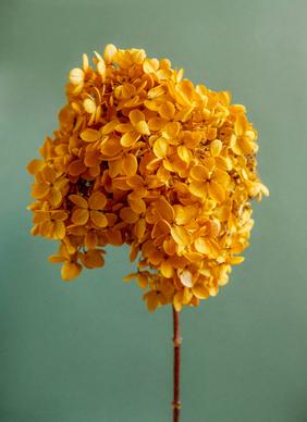 Hydrangea flower picture elegant closeup