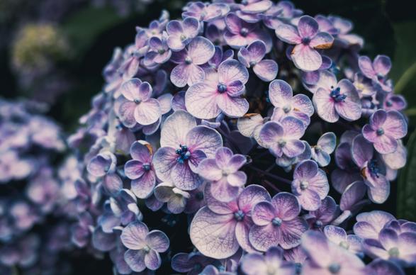 hydrangea flowers picture classical dark closeup