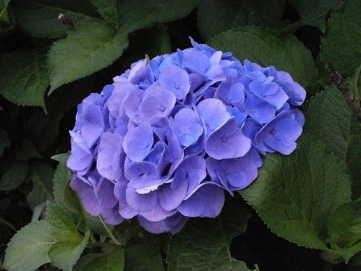 hydrangea summer flowers blue flowers