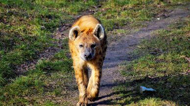 hyena animal picture dynamic walking