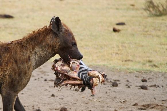 hyena tanzania wild