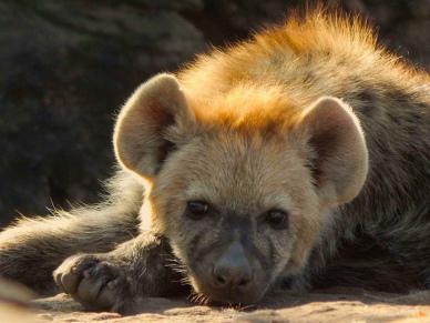 hyenas picture cute contrast closeup