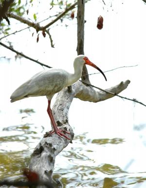 ibis bird white