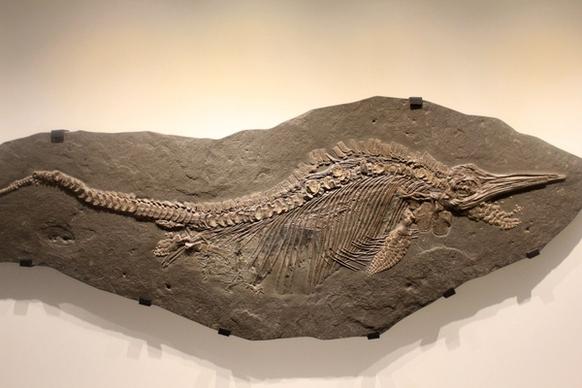 ichthyosaur stenopterygius
