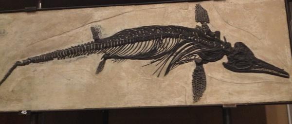ichthyosaurs