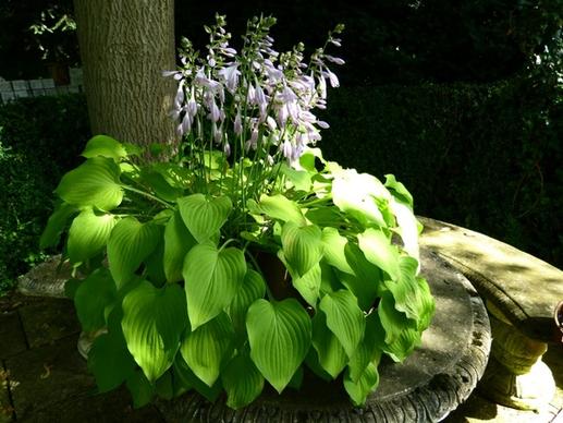 idyll garden bench plant