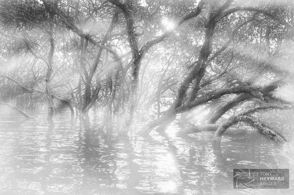 igp4389 mangrove swamp bw2