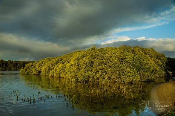 igp4395 mangrove island