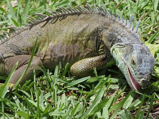iguana eating