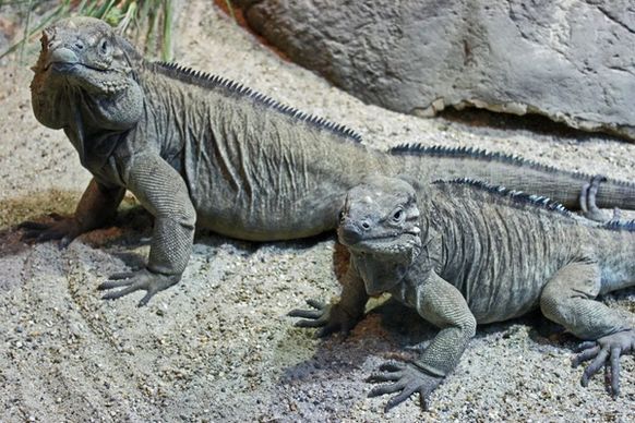 iguanas reptile nature