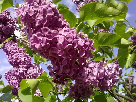 in nature the lilac lilac