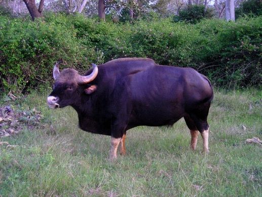 india buffalo animal