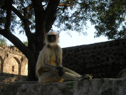 india monkey wild
