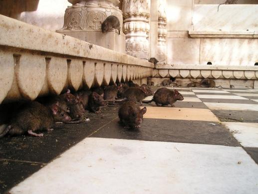 india rat temple rat