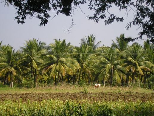 india thanjavur coconut trees
