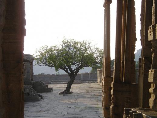 india tree temple site