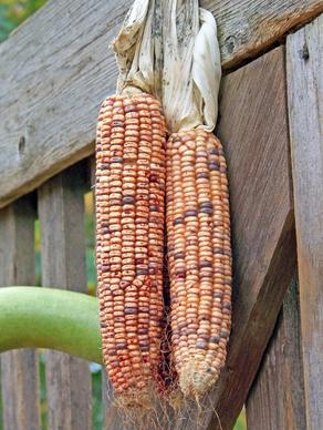 indian corn