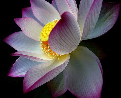 indian lotus nelumbo 