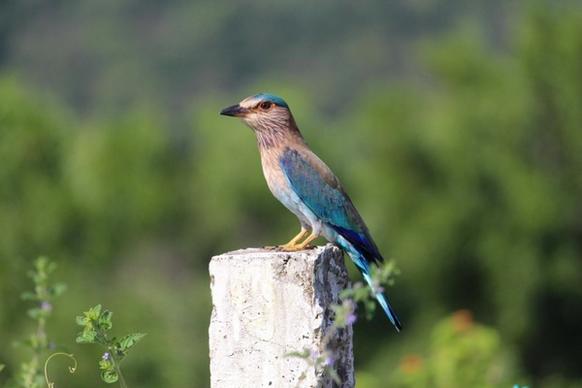 indian roller bird perched