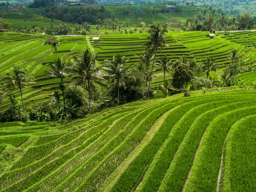 indonesia countryside scenery picture elegant terrace field scene 