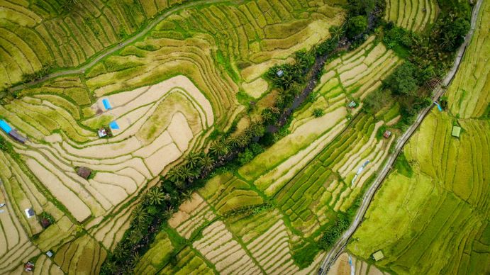indonesia rural landscape picture elegant terrace field high view