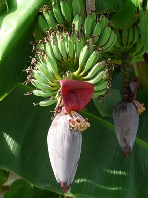 inflorescences banana trees bananas