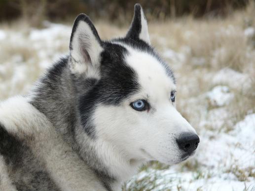 injun snow dog