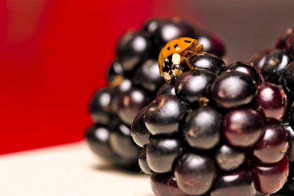 insect backdrop picture ladybug fruit closeup