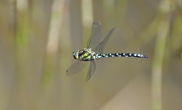 insect dragonfly parthenope