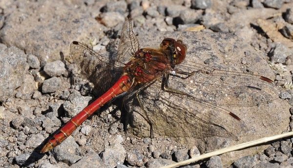 insect dragonfly red dragonfly