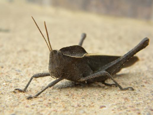 insect grasshopper animal