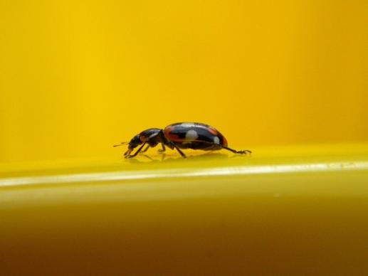 insect ladybug detail