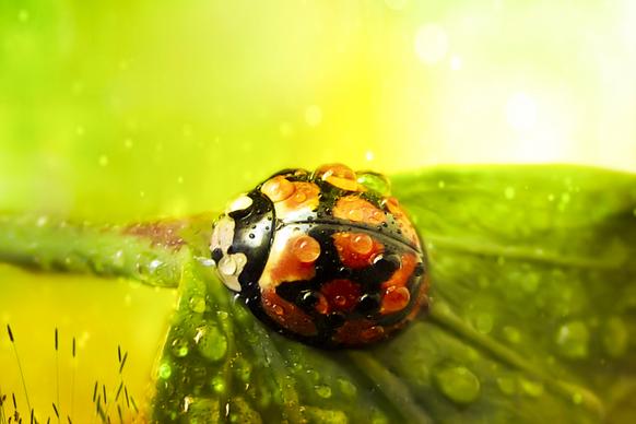 insect picture wet leaf ladybug closeup