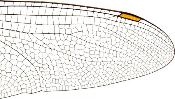 insect wing structure