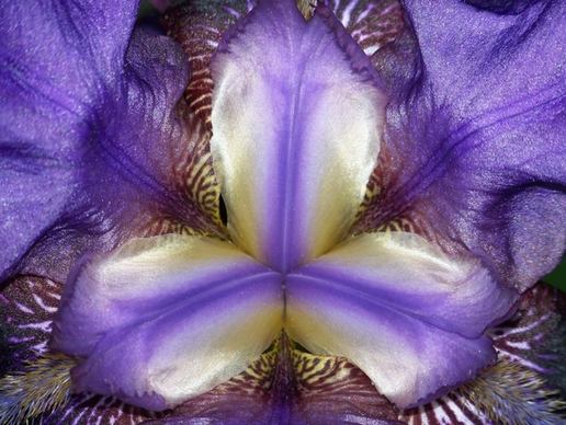 inside an iris