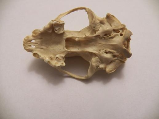 inside of a skunks skull